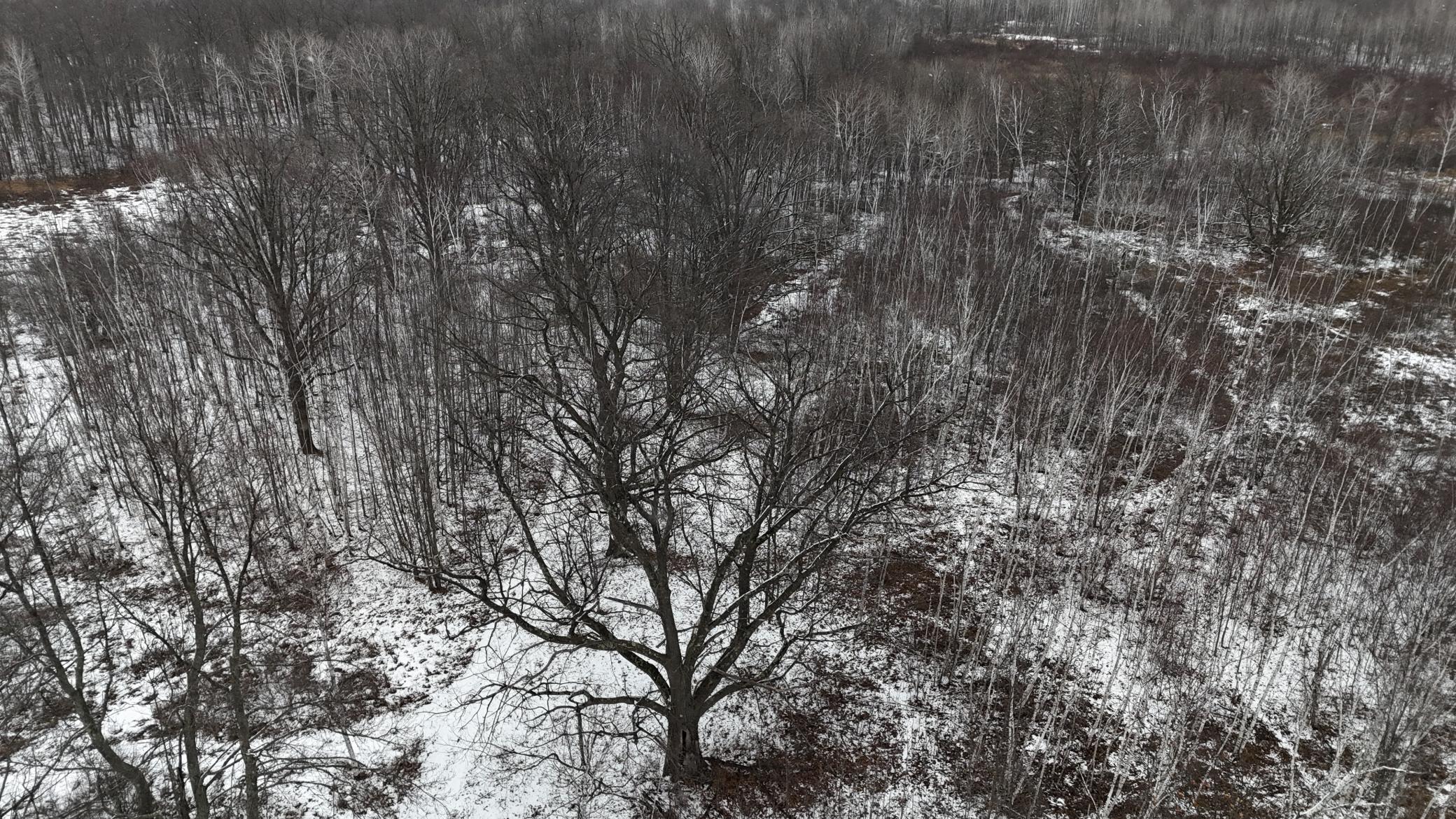 DJI_20260310150557_0277_D.JPG