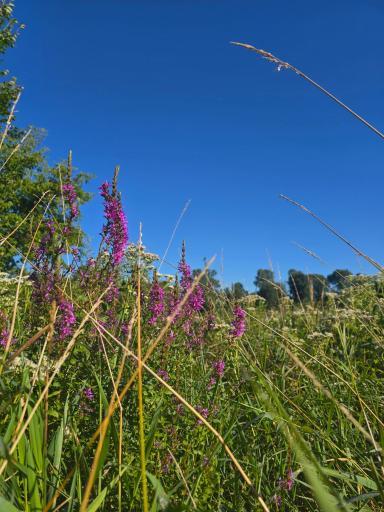 29151 Pleasant Lake Road, Underwood, MN 56586