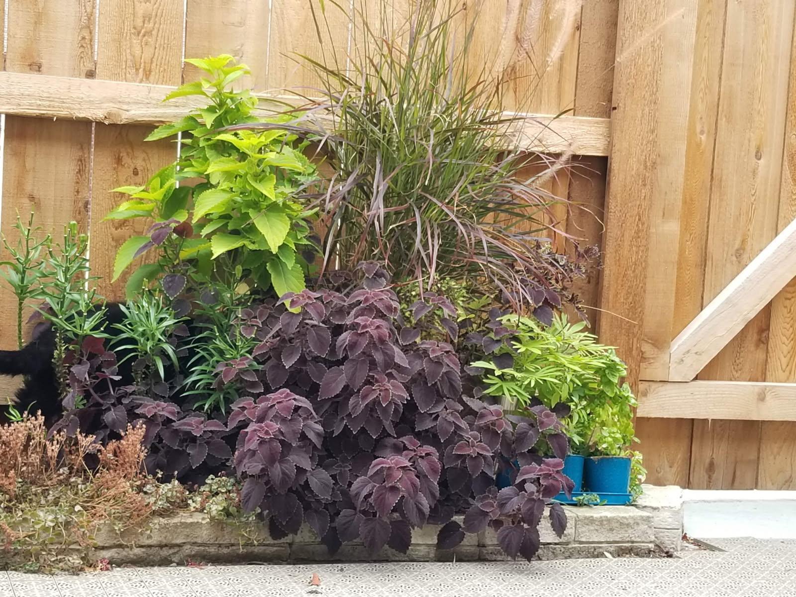 Lush natures greenery