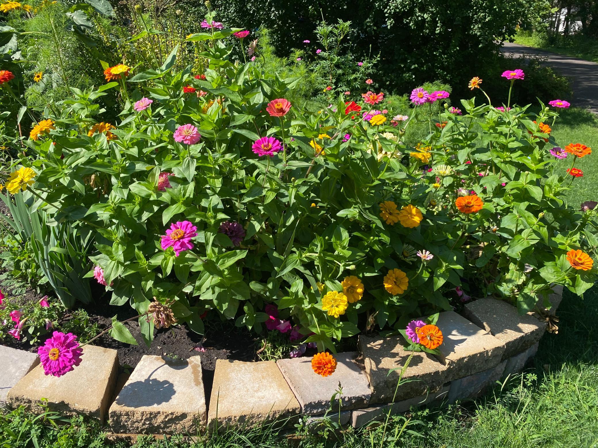 Zinneas in full bloom