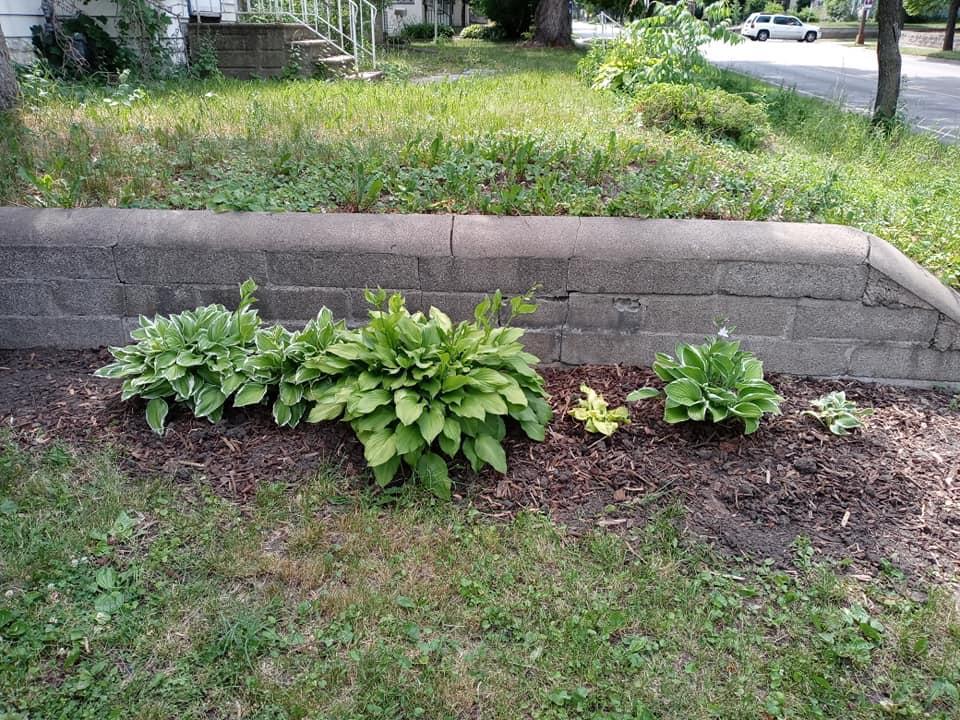 Hostas near neighbour wall.jpg
