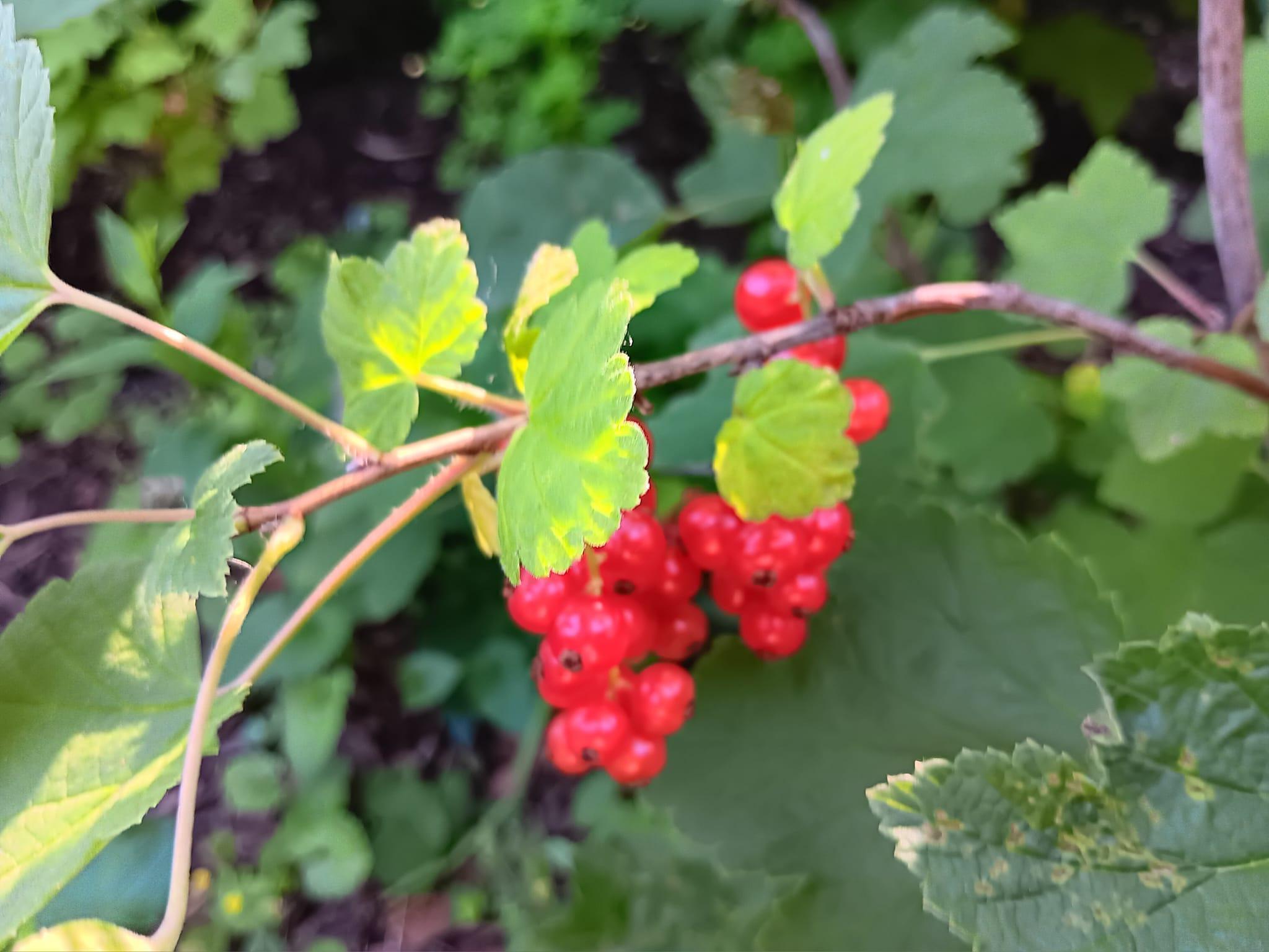 my red currants.jpg