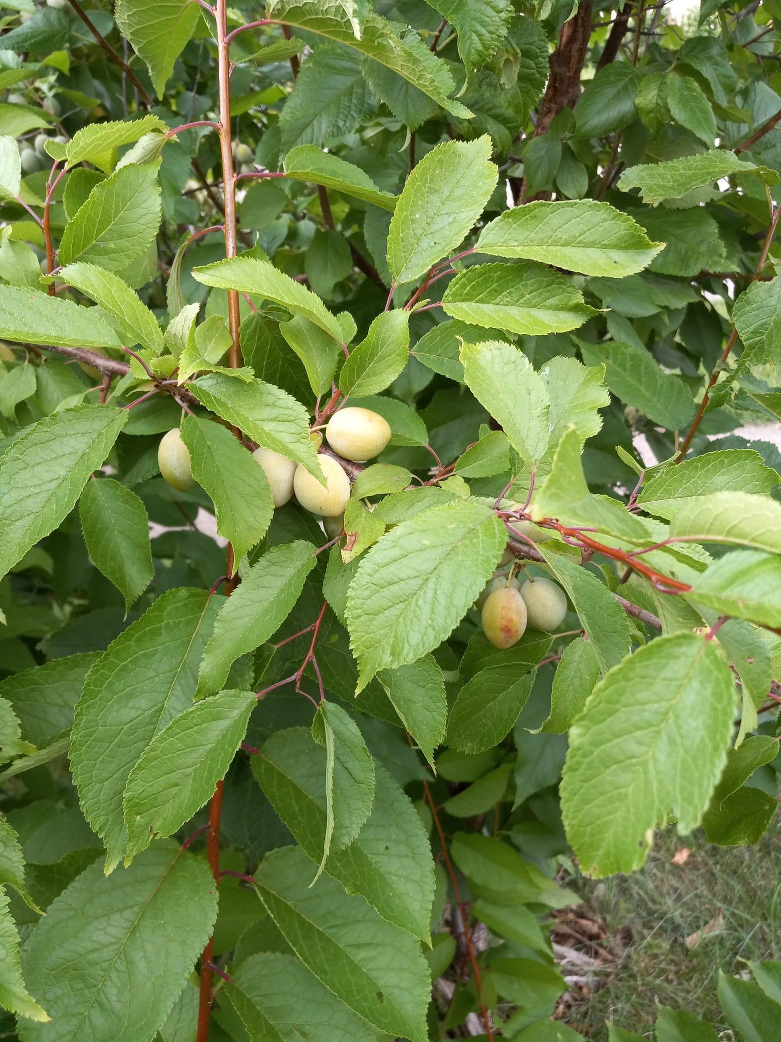 wild plums ripening on tree in garden.jpg