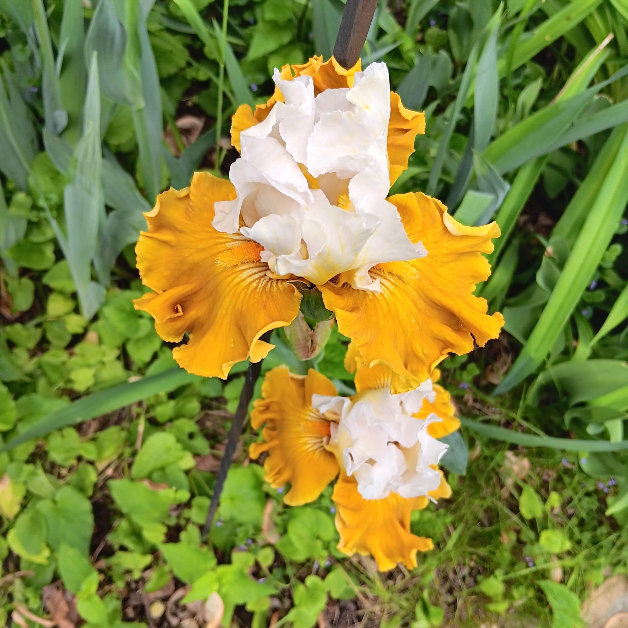 Beautiful iris in garden.jpg