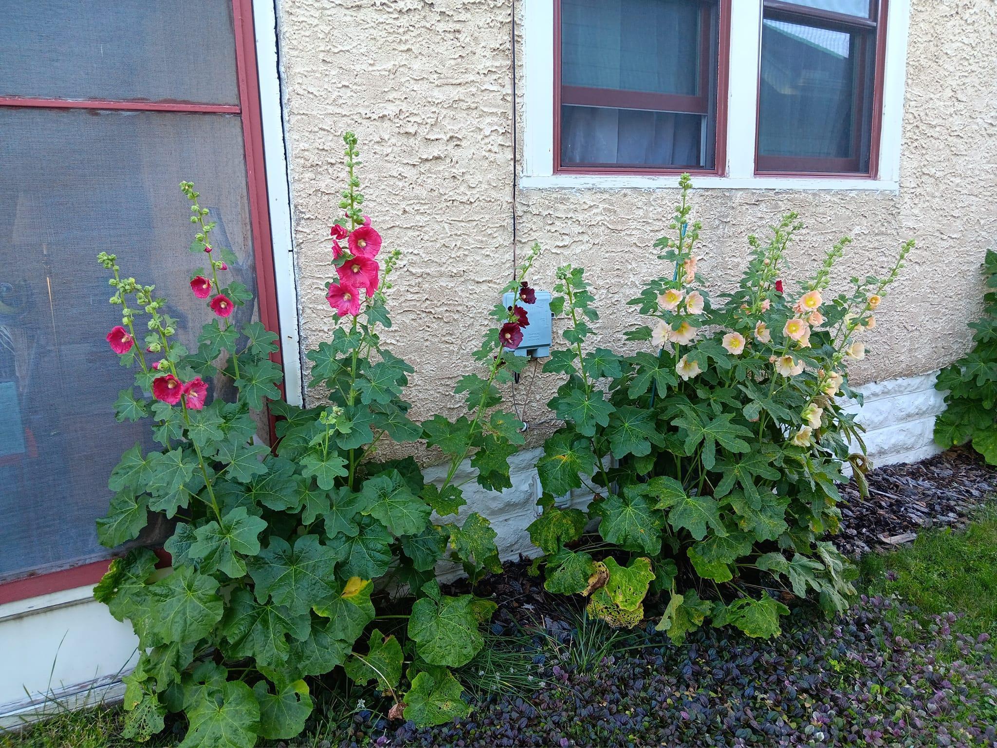 Hollyhocks along East side of house.jpg