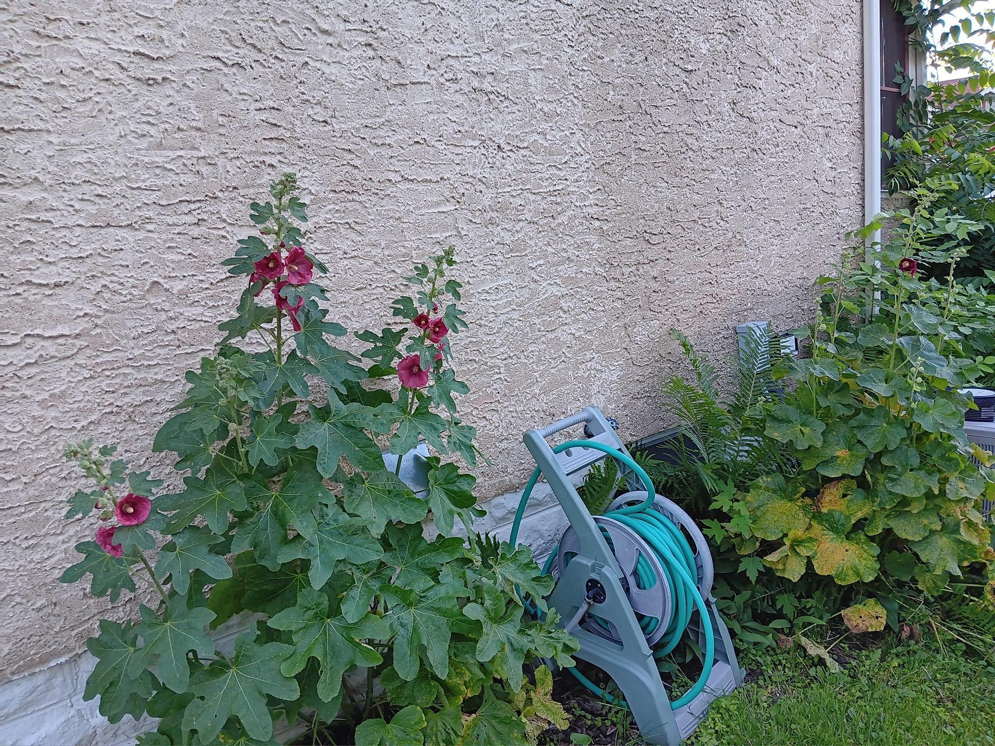 Hollyhocks and ferns alongside of house.jpg