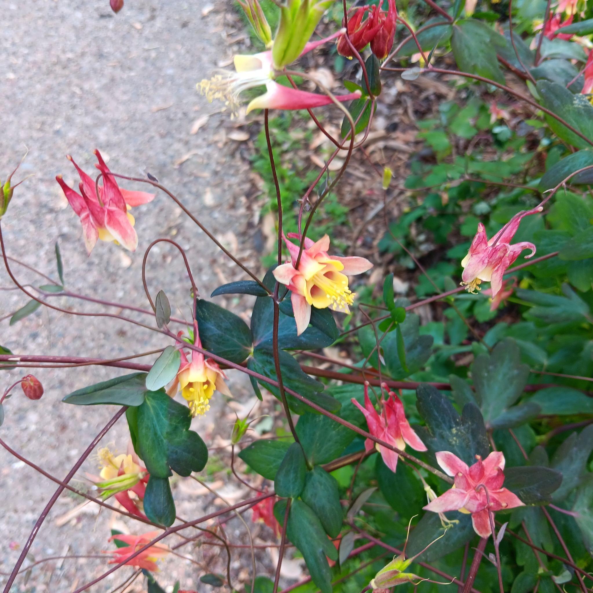 Native columbines along avenue.jpg