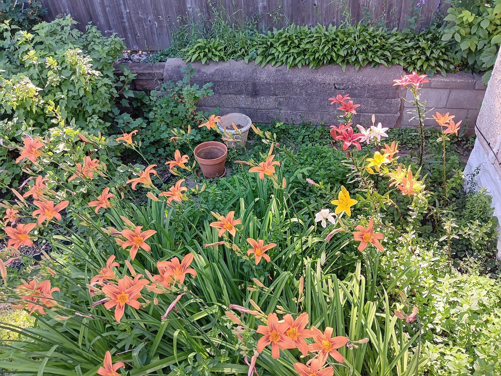 Day lilies by back stairs.jpg
