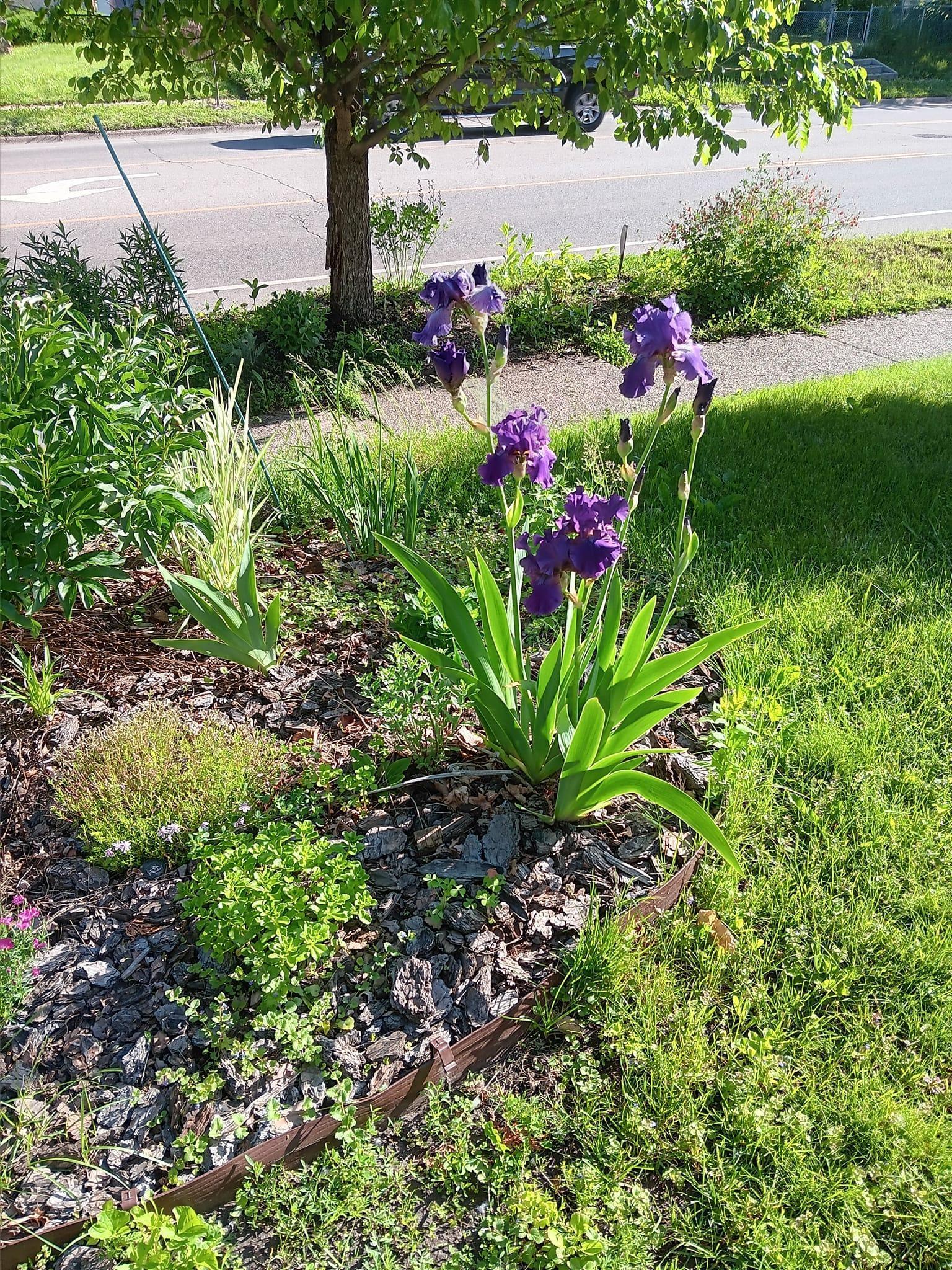irises out front of house.jpg