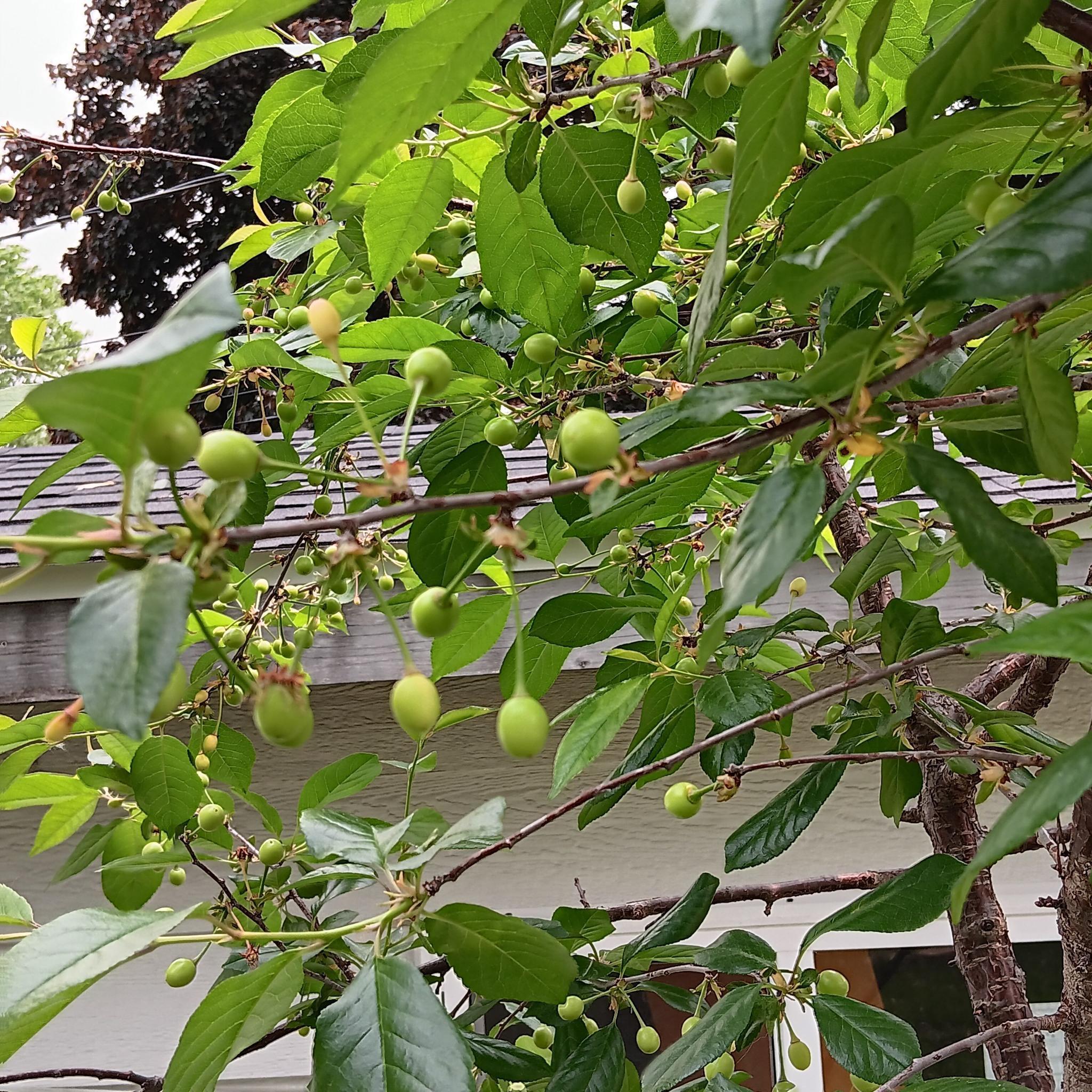 sour cherries beginning to grow.jpg