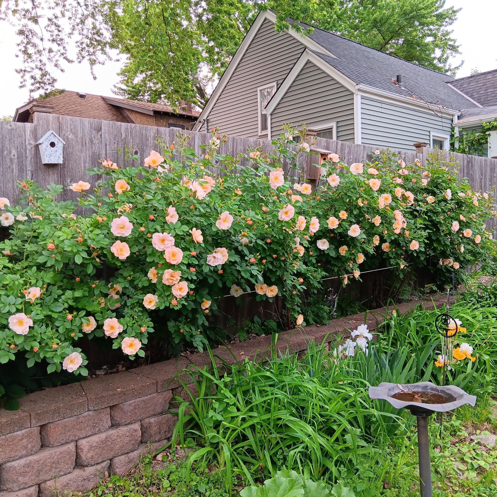 climbing roses old style in garden and irises.jpg