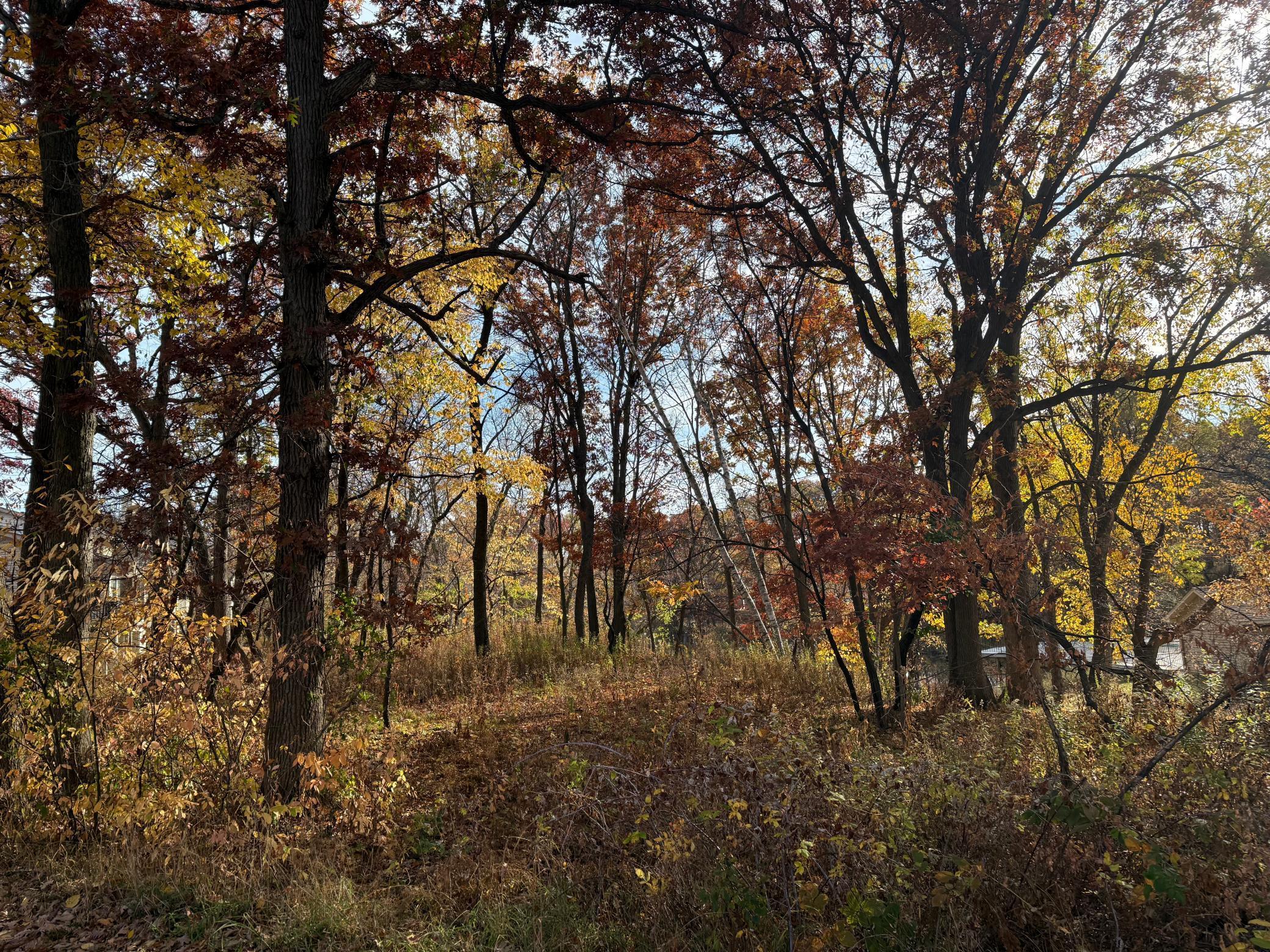 Stunning in the fall!