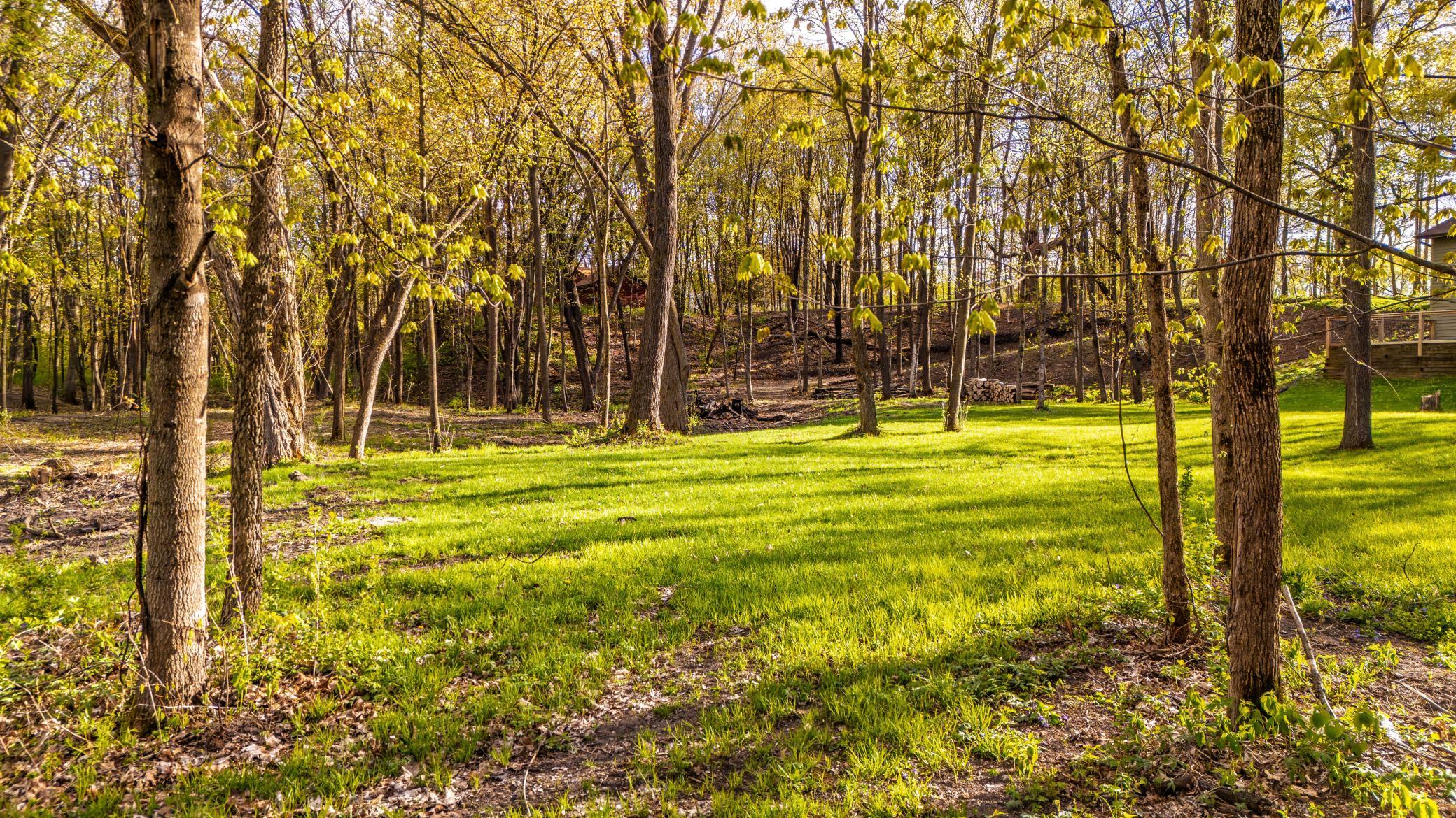 more cleaned up woods