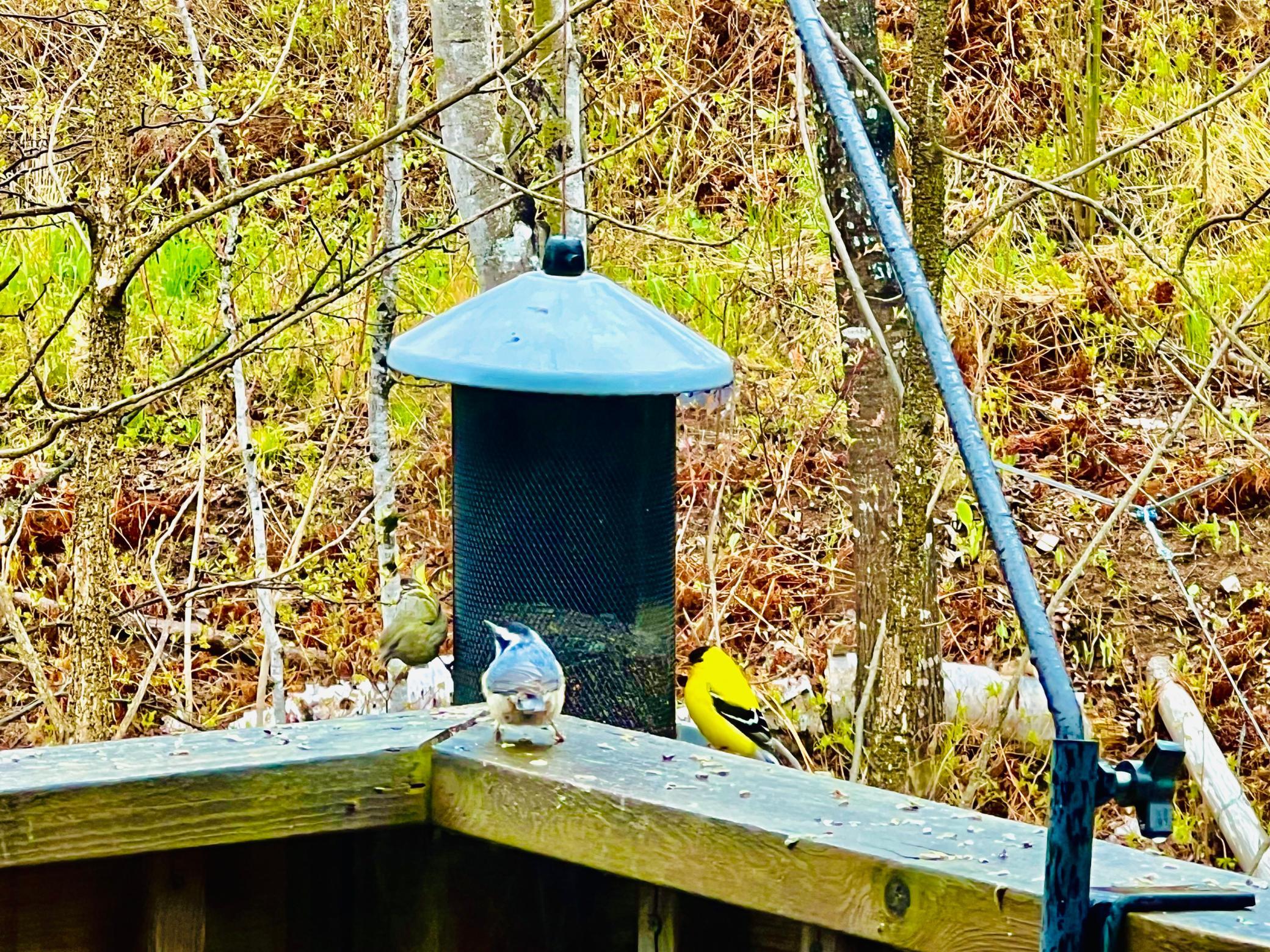 Birds 1.jpg