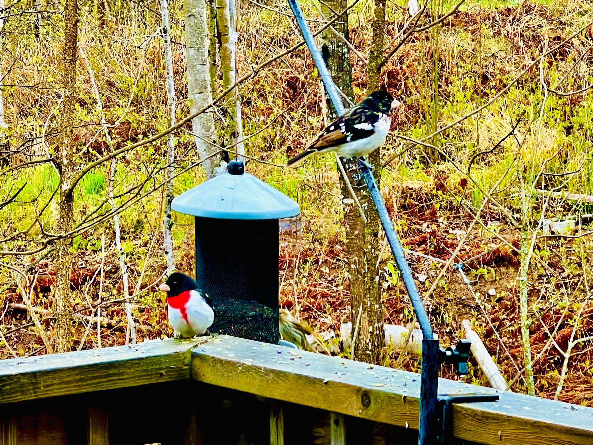 Birds 2.jpg