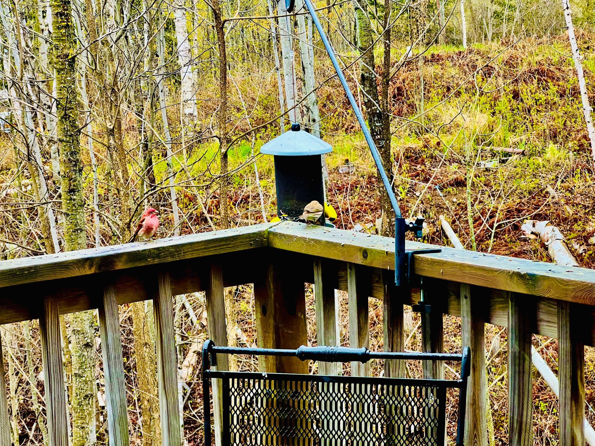 birds 3.jpg