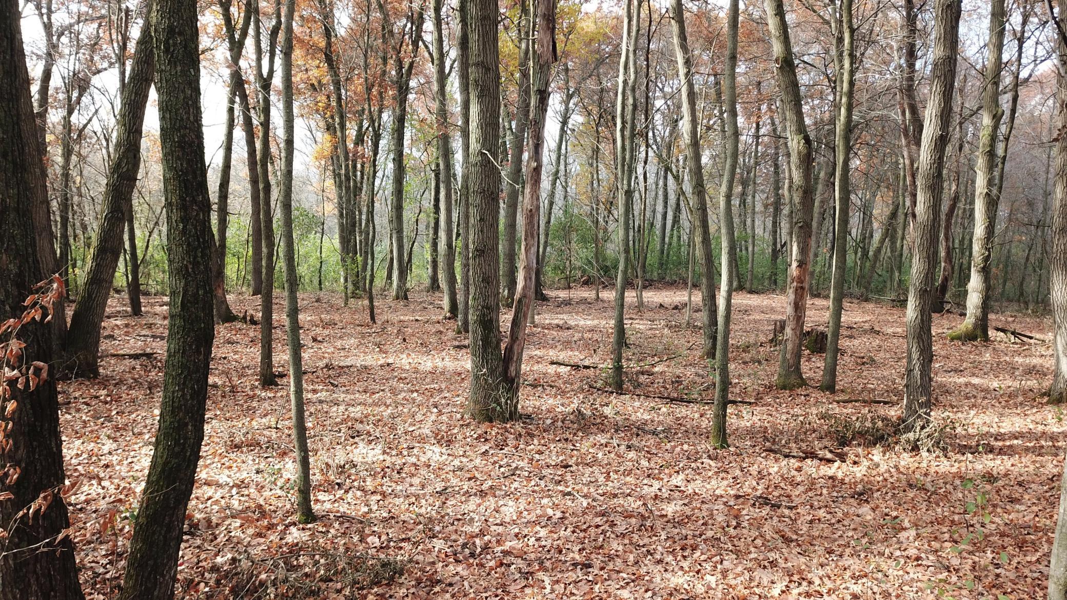 165th Ave (10 Acres) - 11