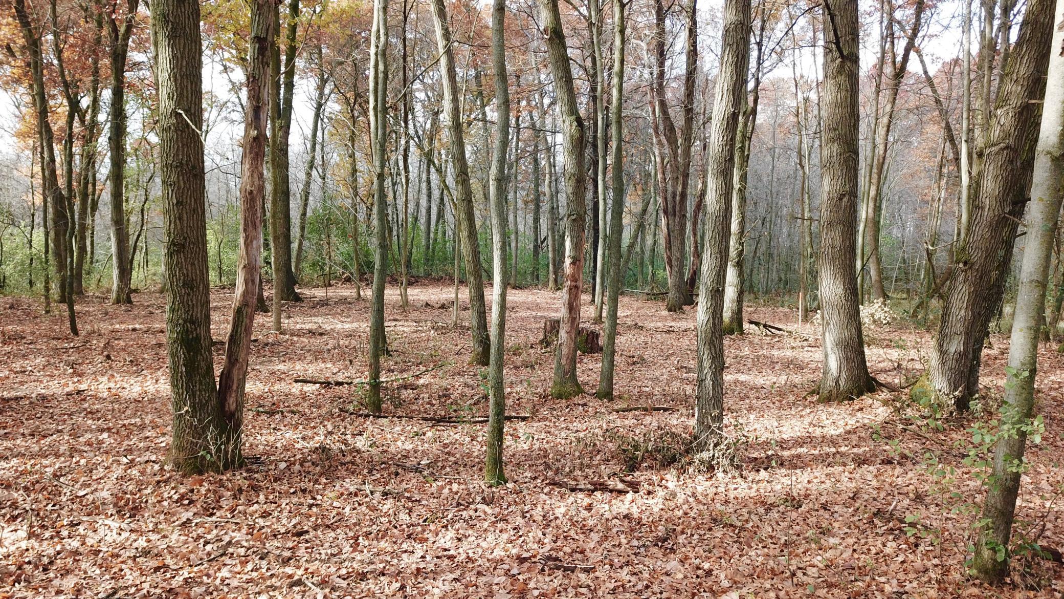 165th Ave (10 Acres) - 10