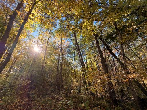 7.84 Acres Of Woods & Trails for outdoor Activities