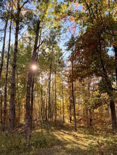 24281 Hazel Wood Drive, Park Rapids, MN 56470