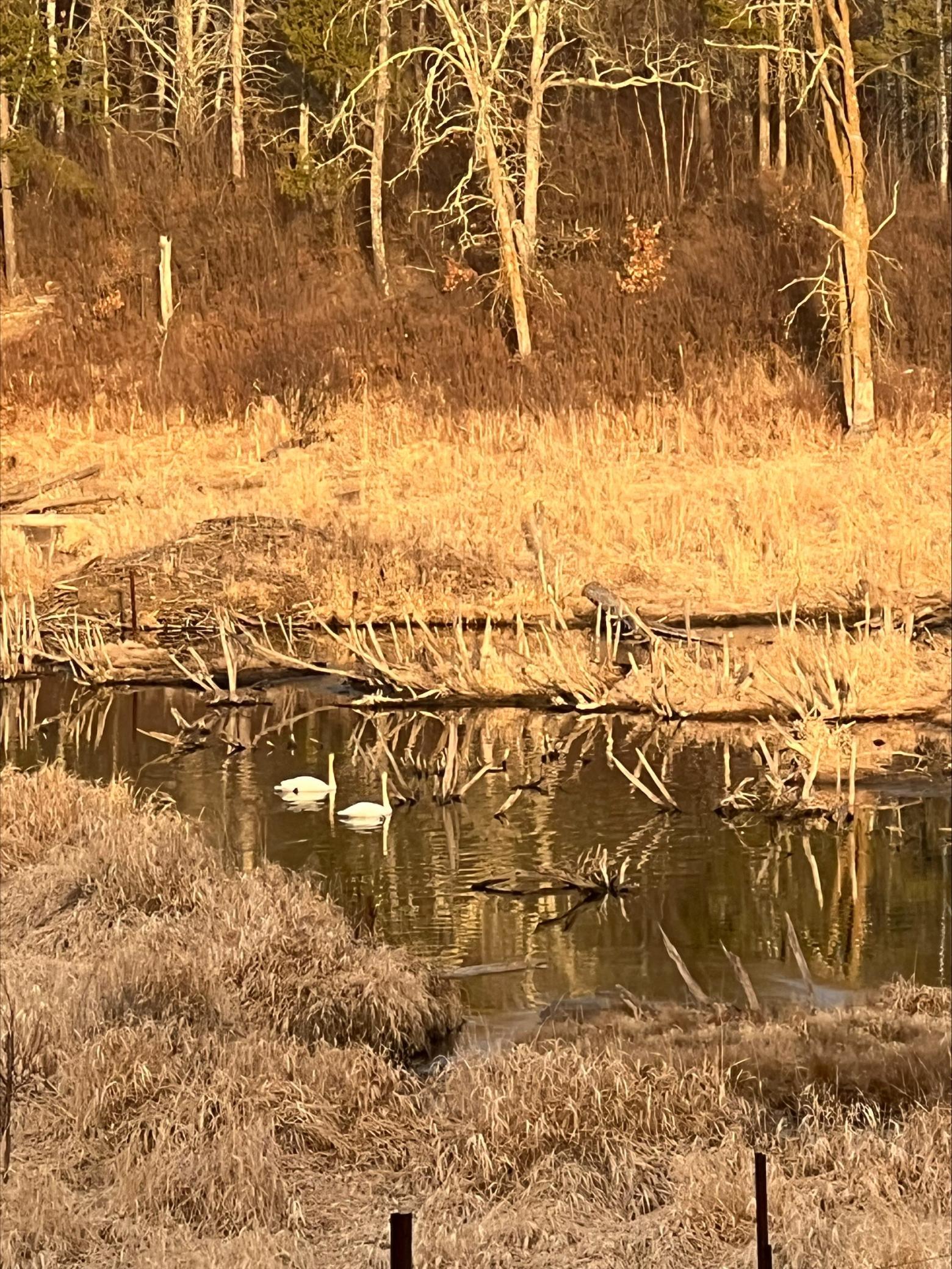 Swans in Spring Brook