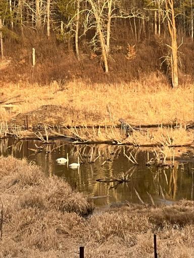 xxx County Road 134, Pine River, MN 56474