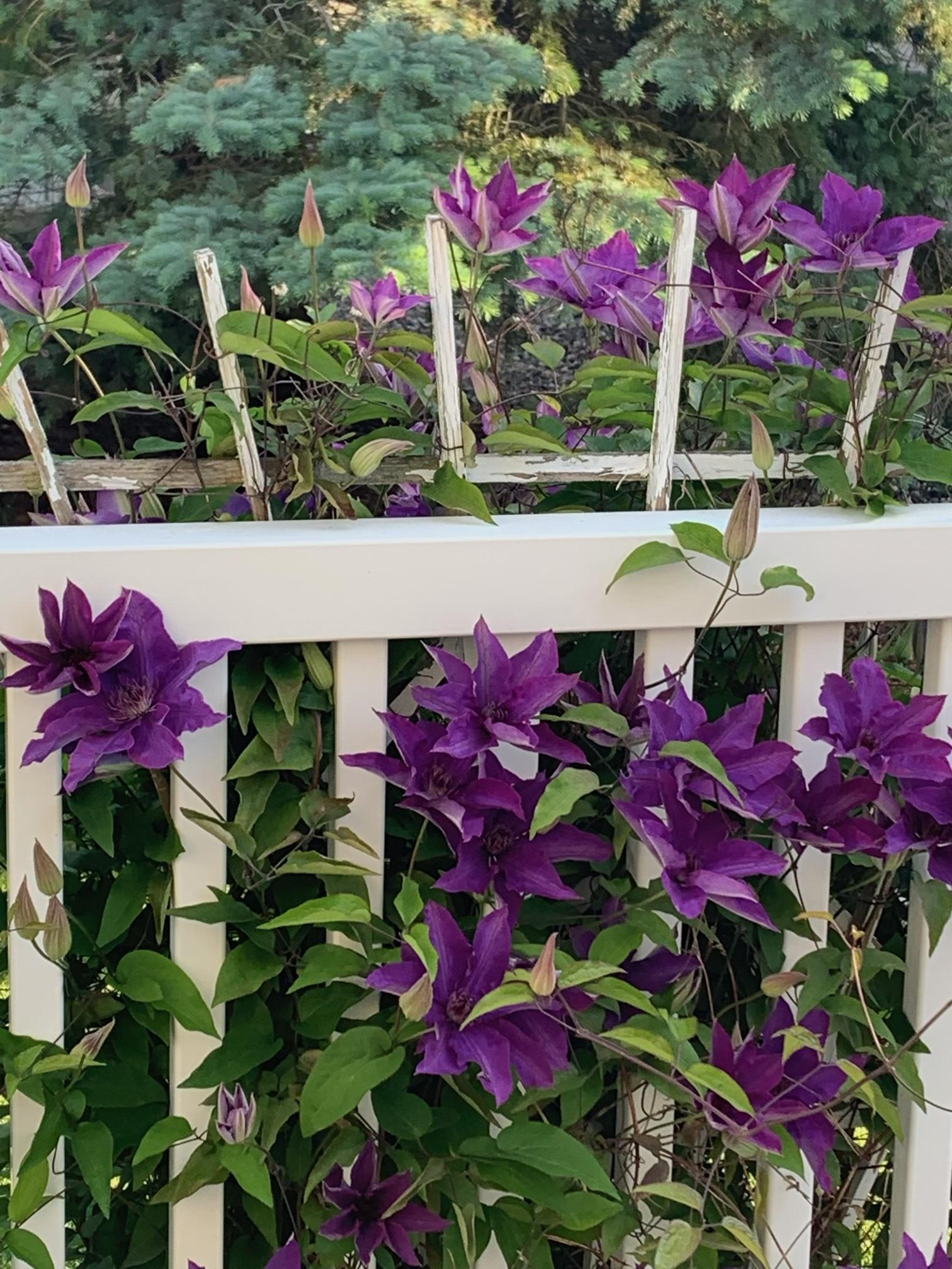 Beautiful privacy wall of clematis!