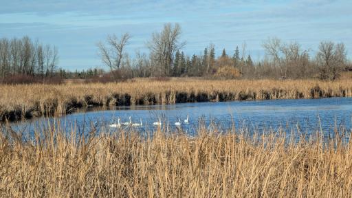 Mcintosh wildlife area (1).jpg