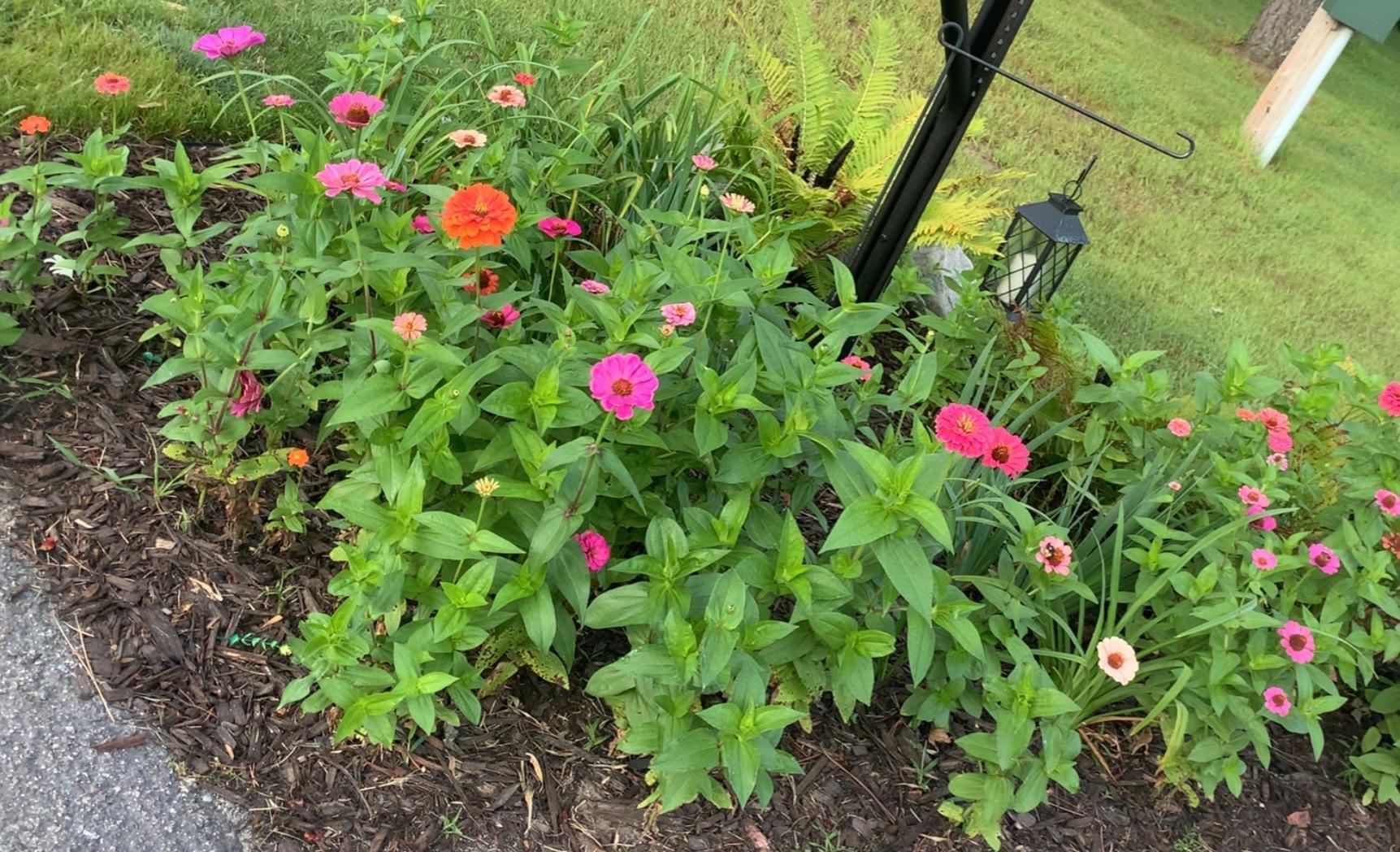 Summer Flowers
