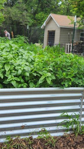 Some of the perennials fruits/veggies are raspberries, strawberries, mulberries, blackberries and asparagus
