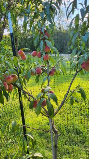 Your own small orchard! Includes: honey crisp apples, summercrisp pears, plums, peaches, variety of cherries, syrup producing maples, and young black walnuts.