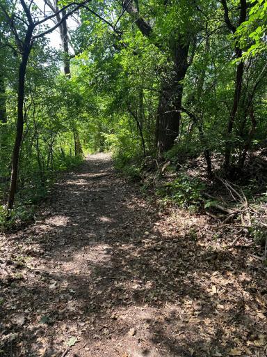 gorgeous tree lined future driveway