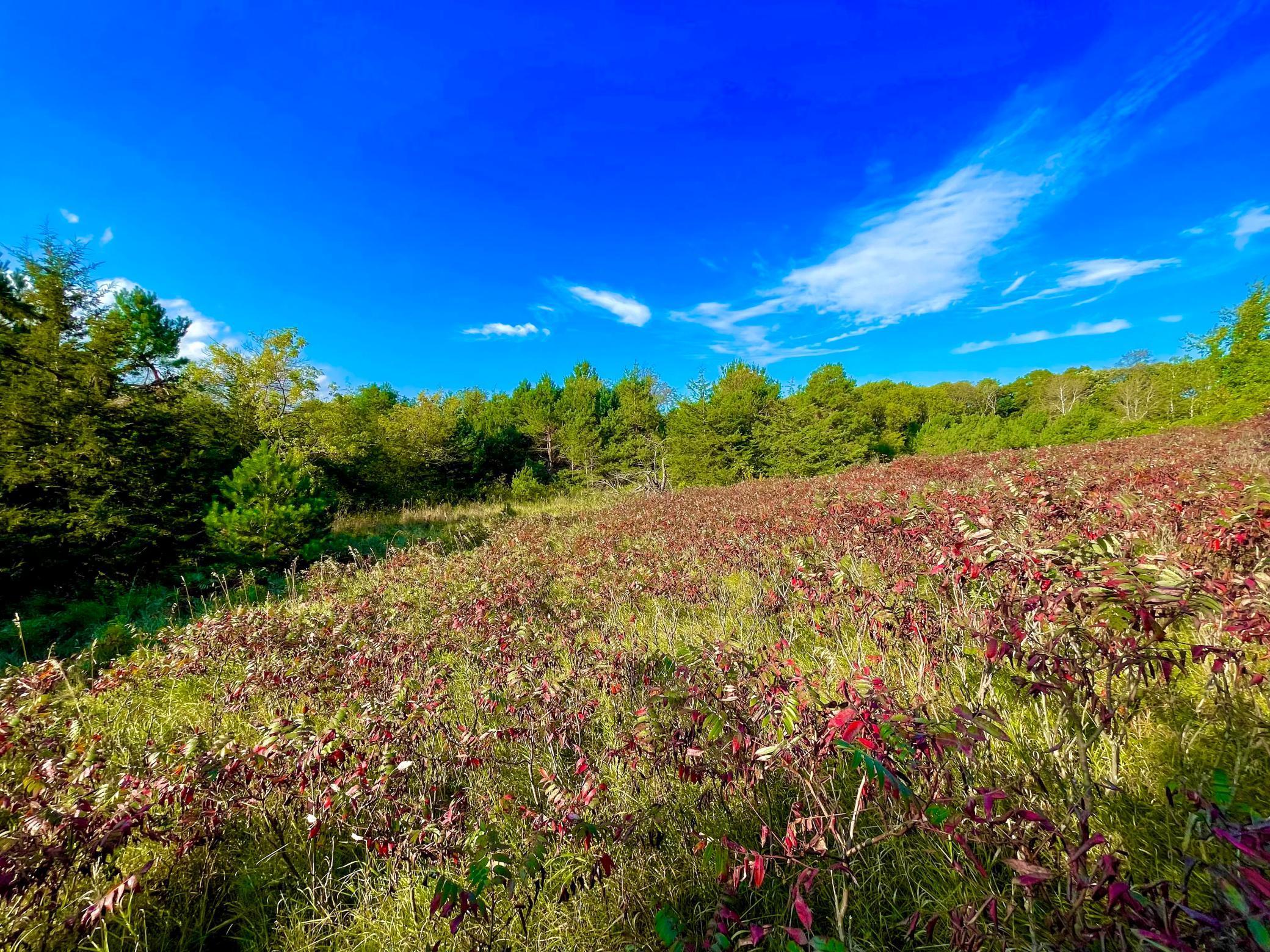Ground-level view of colorful wildflowers and open meadow under a vibrant blue Wisconsin sky.