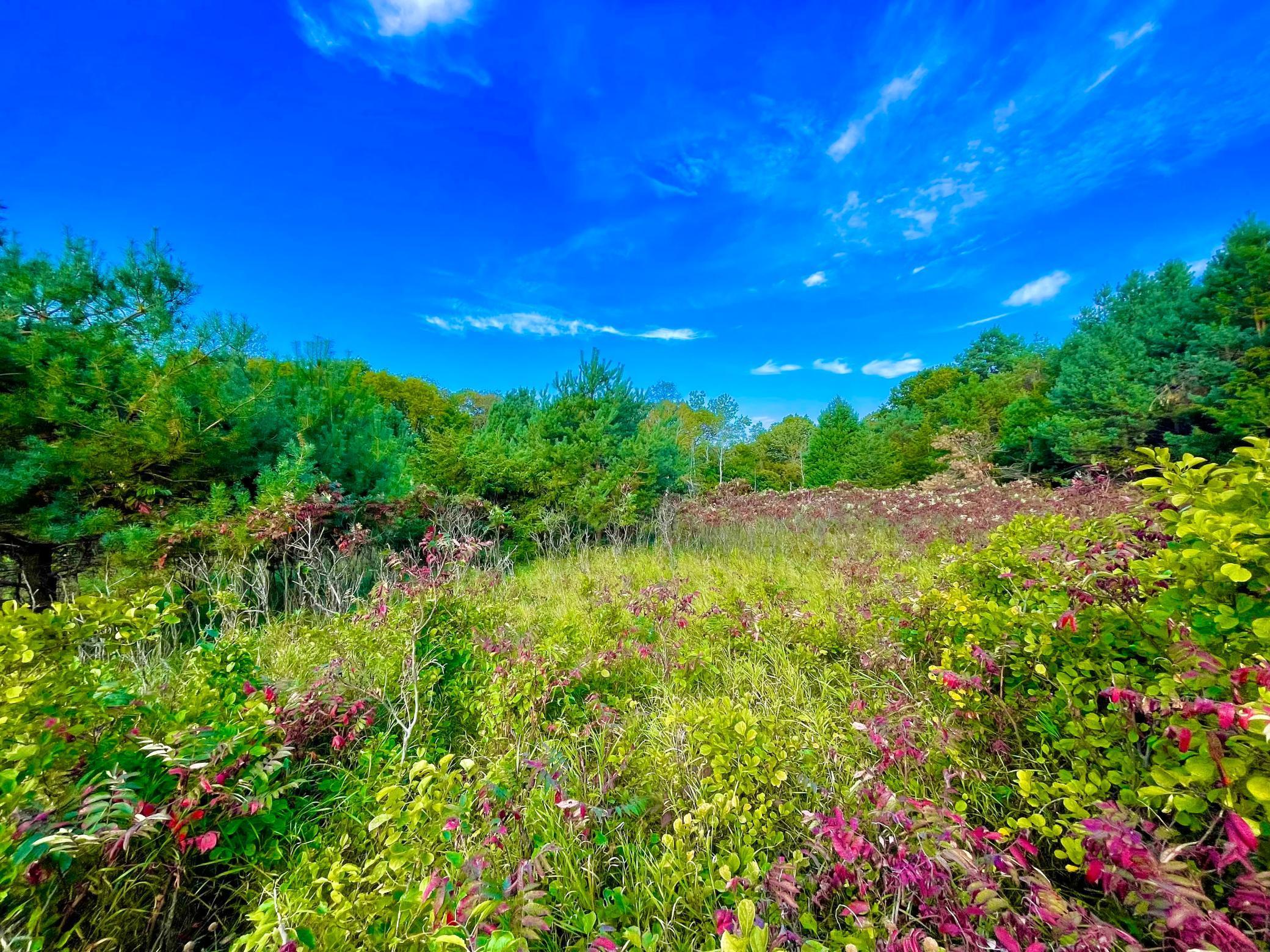 Private, scenic clearing among hardwoods and pines — perfect for a homesite or hobby farm.