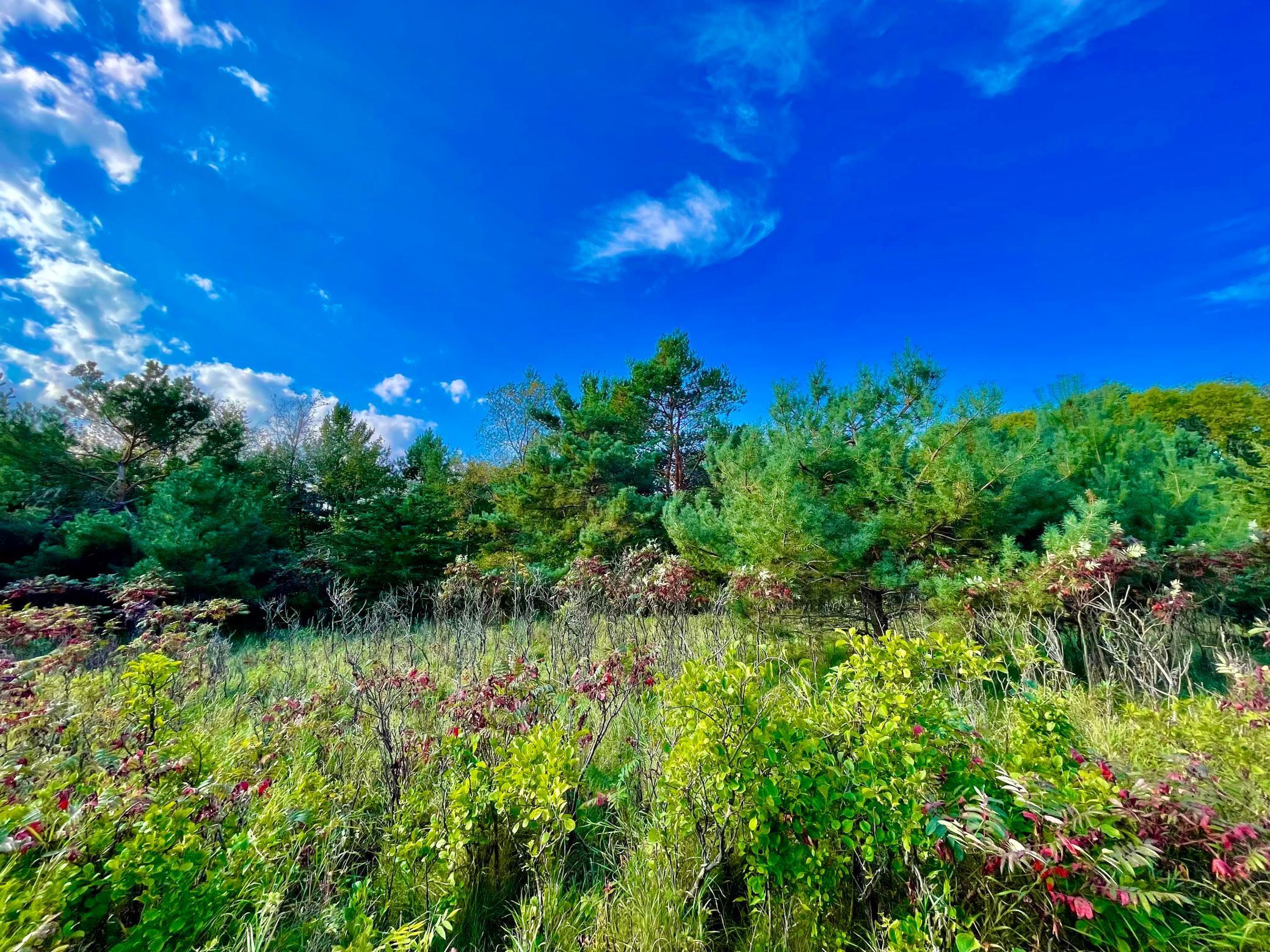 Open meadow framed by trees offers both privacy and opportunity on this versatile 30-acre lot.