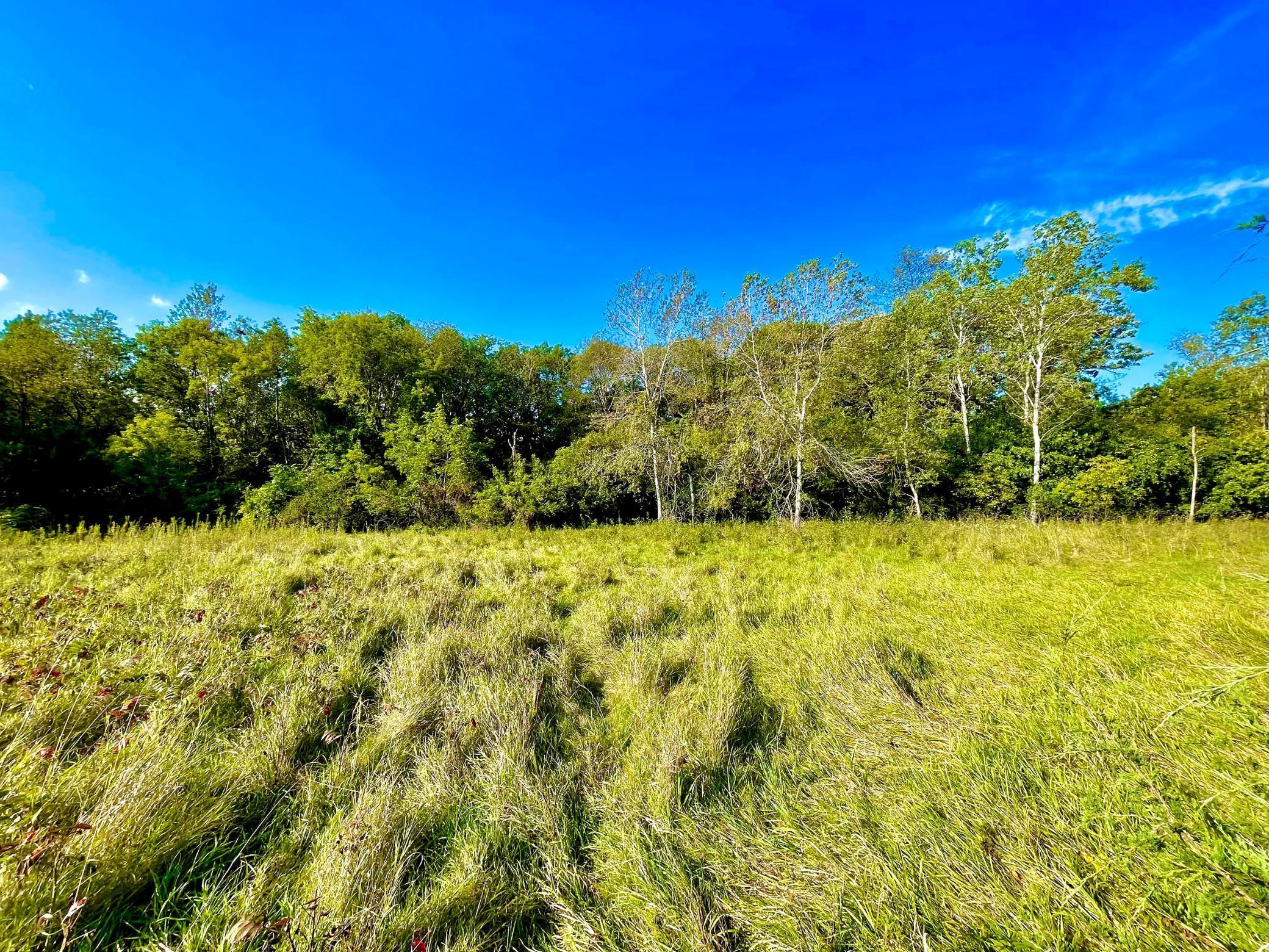 Sun-filled clearing framed by mature hardwoods and wide-open skies — perfect for a dream home site.
