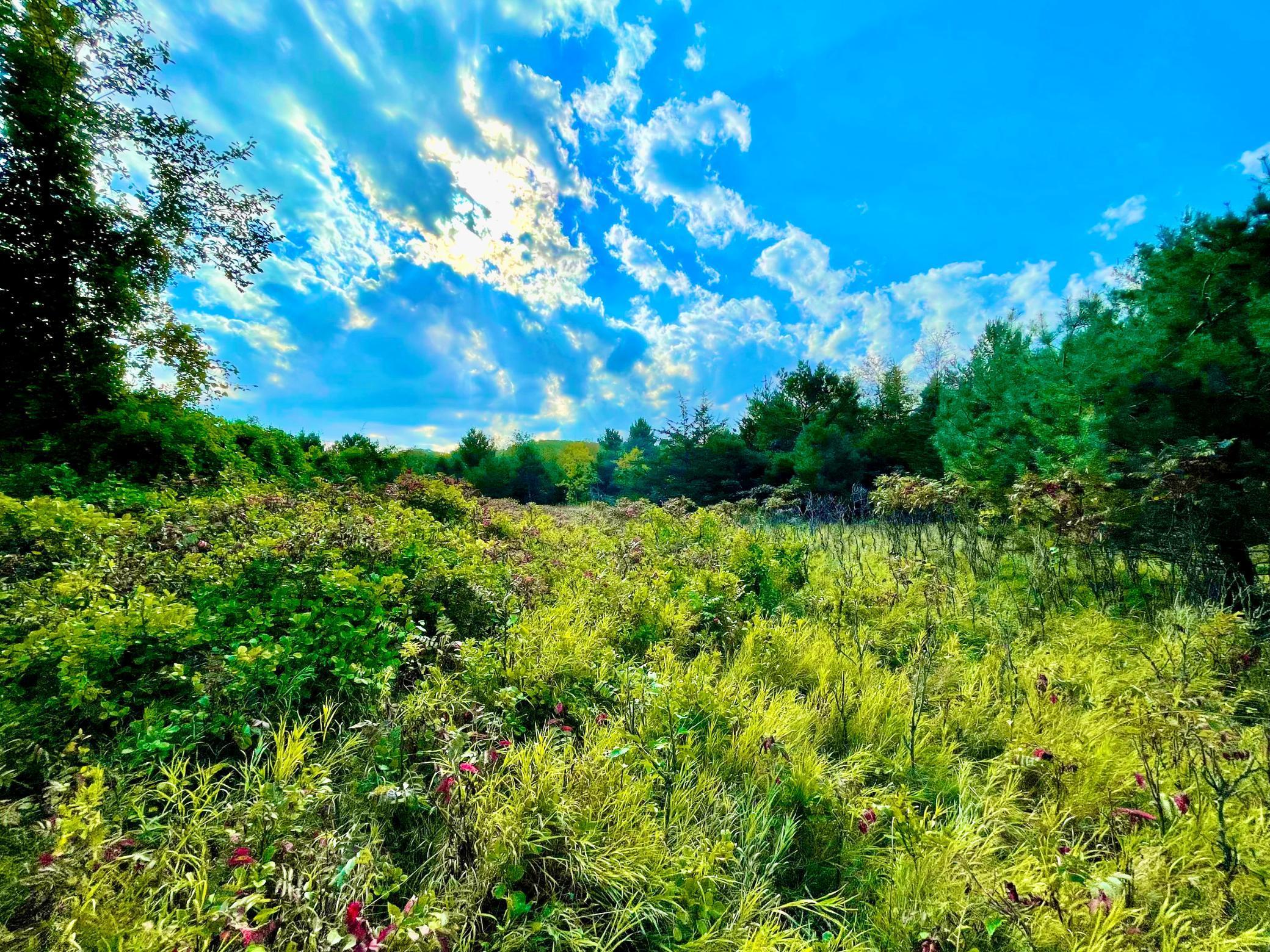 Grassy field bordered by mature trees, ideal for building, recreation, or investment.