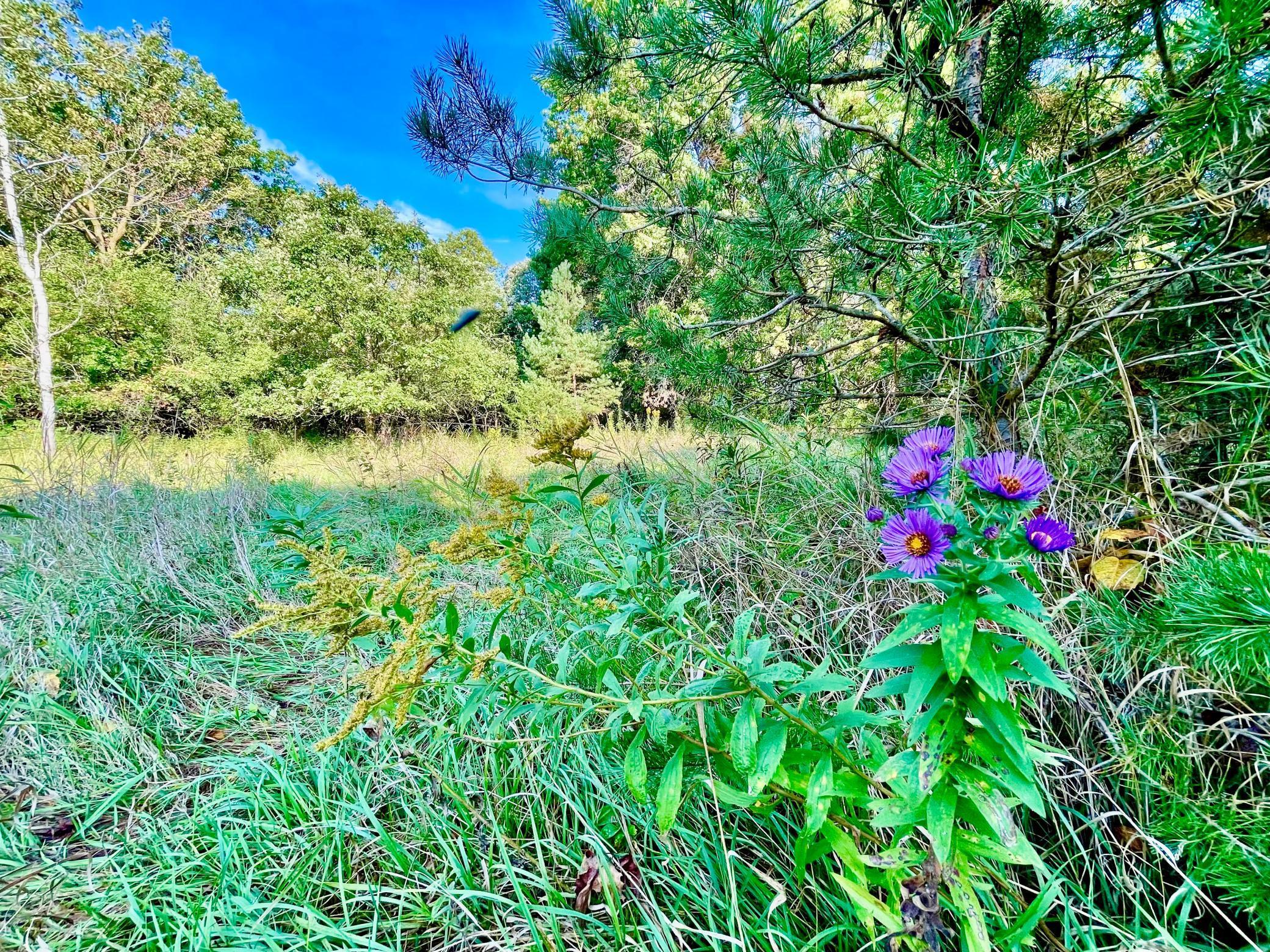 Close-up of wildflowers and young pines, capturing the natural beauty and diversity of this 30-acre parcel.