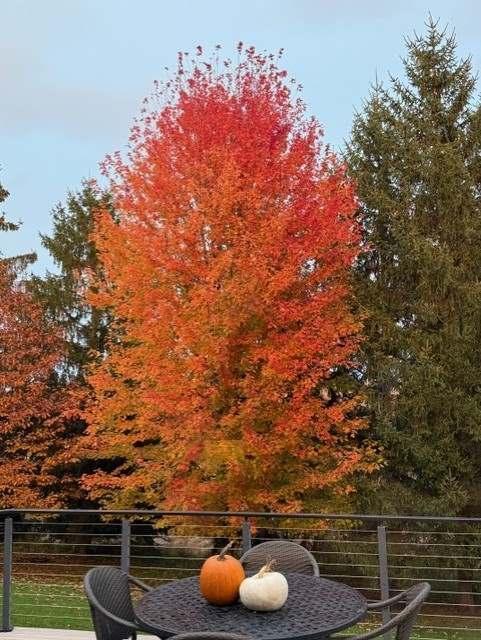 Fall photo of backyard from deck.