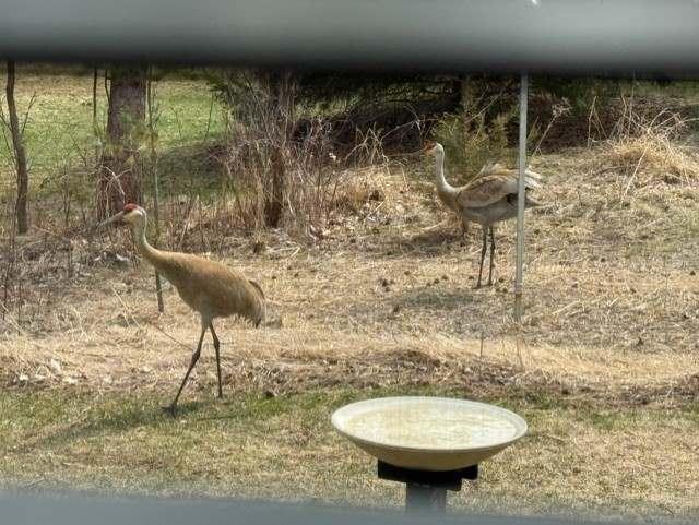 A visit from the Sandhill Cranes