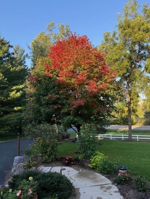 Fall photo from the front yard