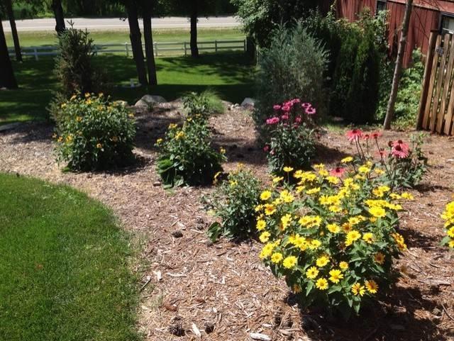 Summer plants in the front yard
