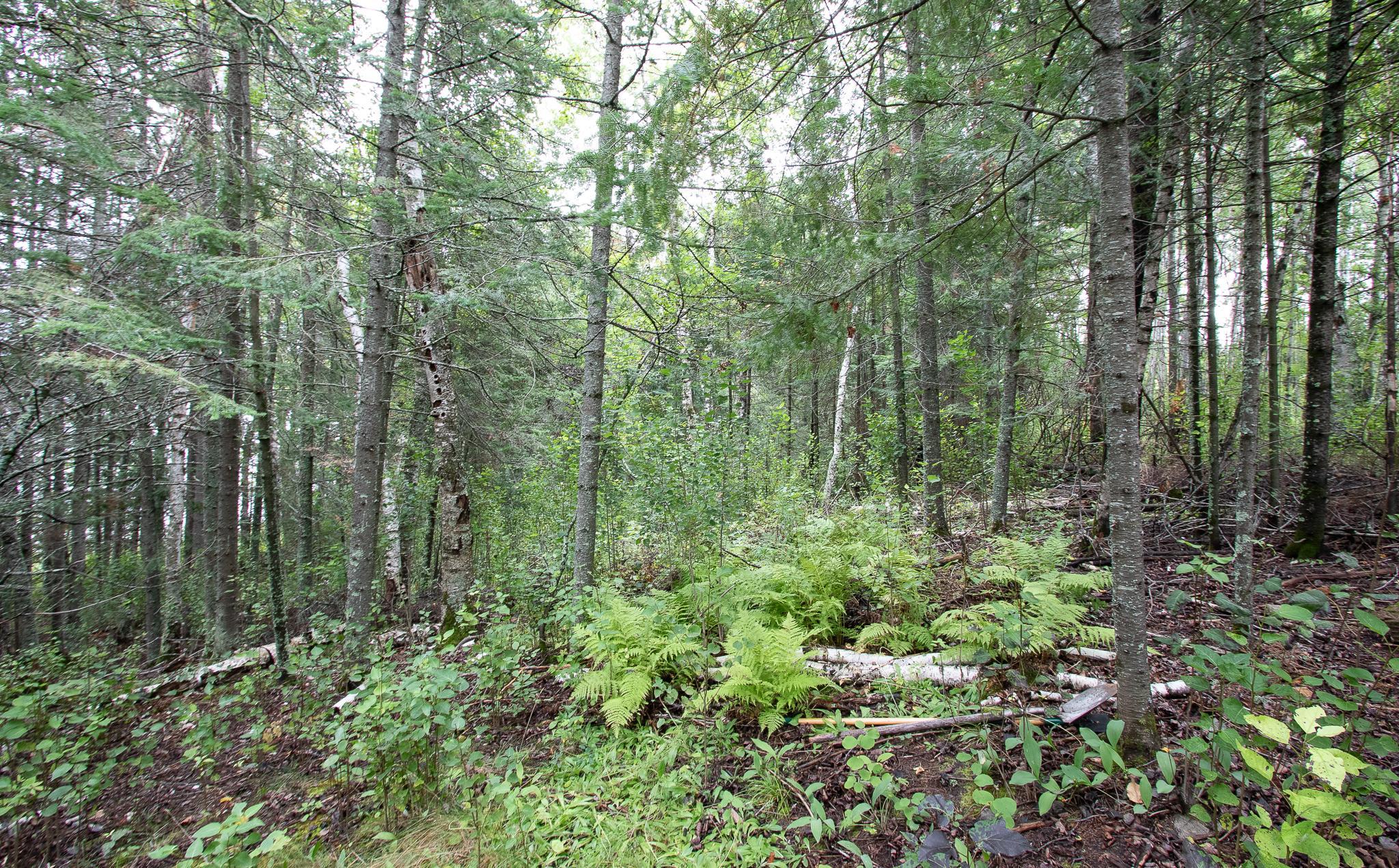 Thick Woods on the Island