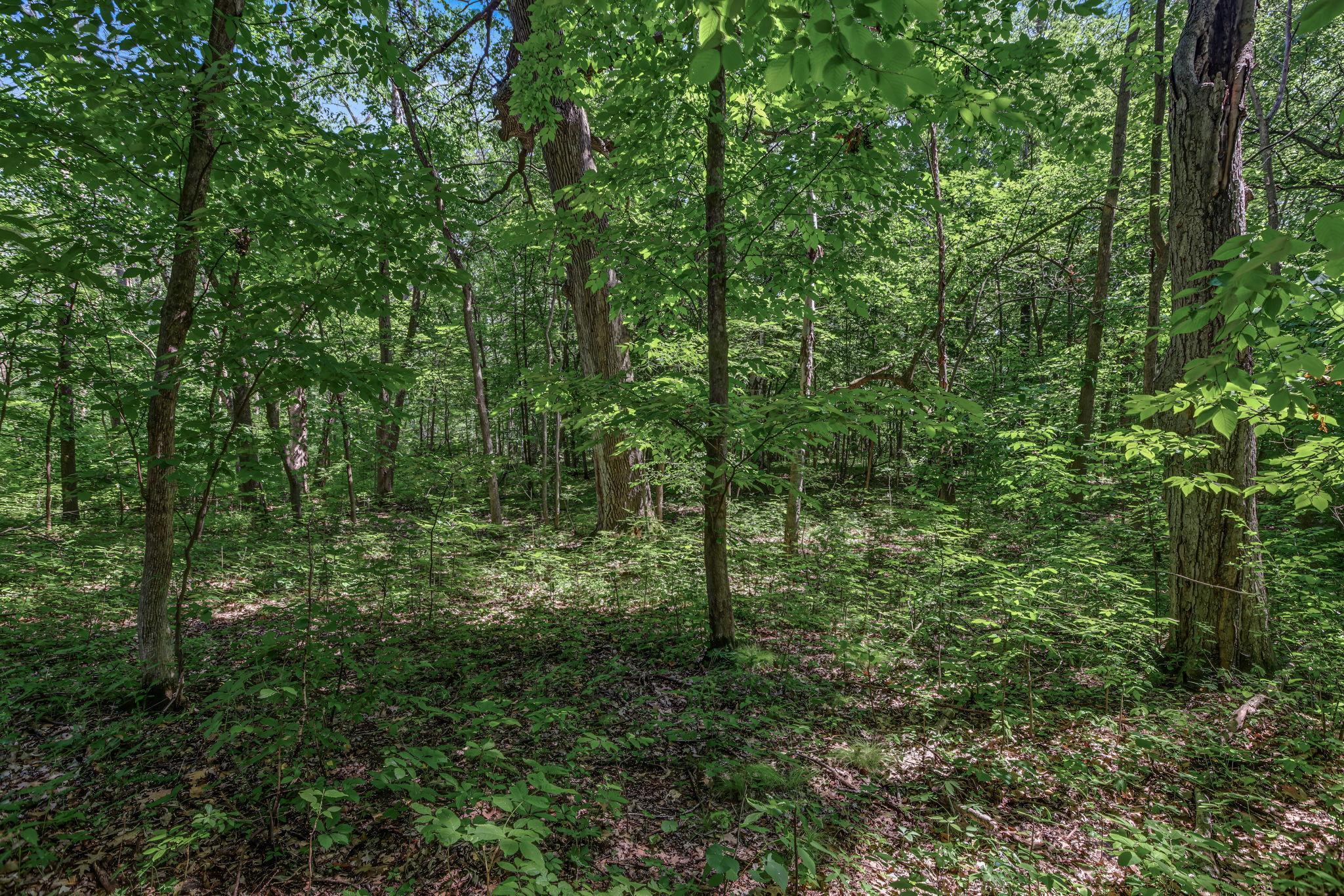 Nature and privacy at its best. 3 acres of beautiful wild young woods/undeveloped land for your future new build. There is an additional connected 3 acres for sale as well, if you are looking for even more privacy with 6 acres total.