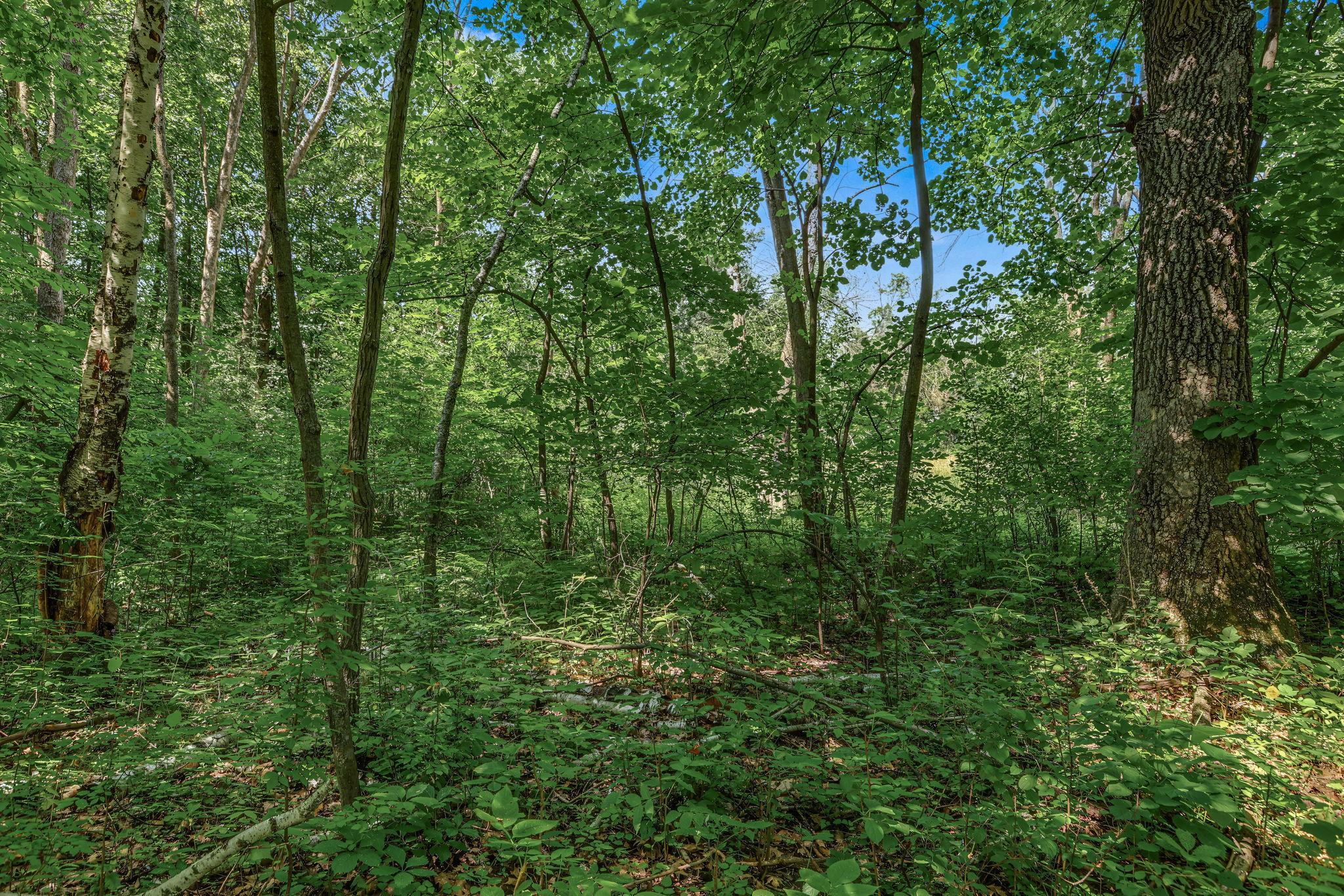 3 acres of beautiful wild young woods/undeveloped land for a future new build. There is an additional 3 acres (connected) for sale as well, if you are looking for even MORE privacy.