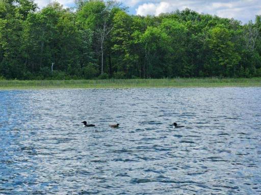 6324 Wilderness Road, Pequot Lakes, MN 56472
