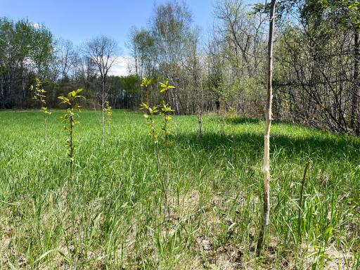 TBD 15th Street NW, Bemidji, MN 56601