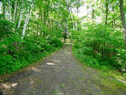 Trail to the lake