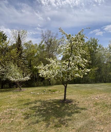 Front yard