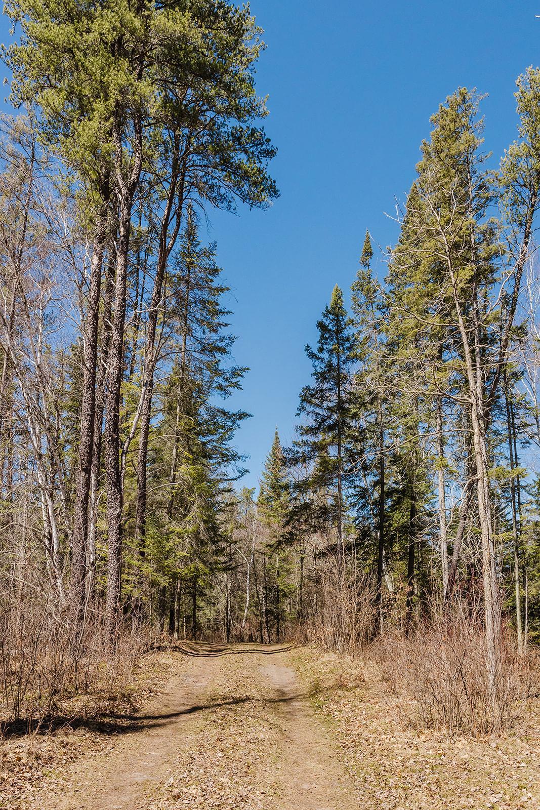 Forest view